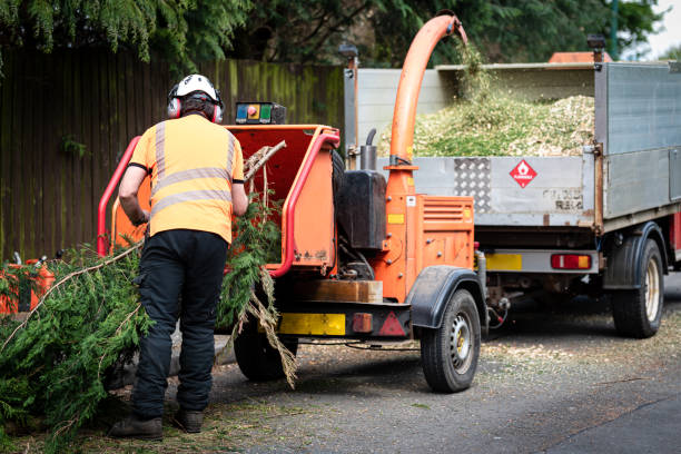 Professional Tree Service in Judson, SC